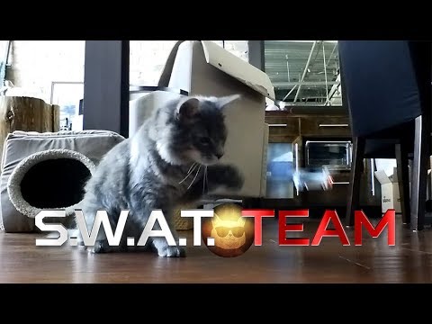 S.W.A.T. Team: Cat Edition! - UCPIvT-zcQl2H0vabdXJGcpg