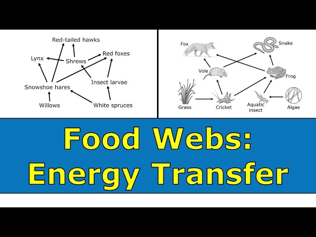 How Does Energy Transfer Through A Food Web