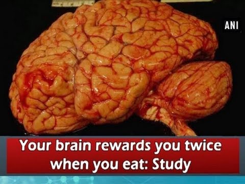 Your brain rewards you twice when you eat: Study 