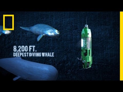 Long Way Down: Mariana Trench | National Geographic - UCpVm7bg6pXKo1Pr6k5kxG9A