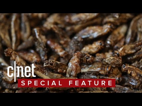 Eating crickets: five flavors of sustainable, crunchy protein - UCOmcA3f_RrH6b9NmcNa4tdg