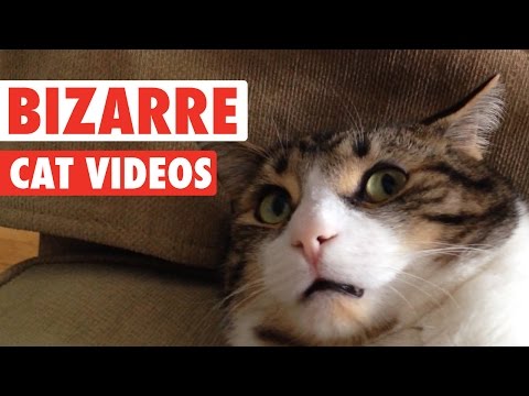 Most Bizarre Cats Compilation 2016 - UCPIvT-zcQl2H0vabdXJGcpg