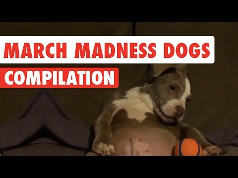 March Madness Dogs Video Compilation 2017 - UCPIvT-zcQl2H0vabdXJGcpg