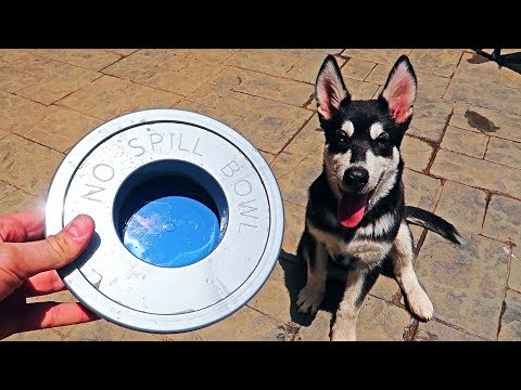 5 No Spill Water Bowl for Dogs Test! - UCe_vXdMrHHseZ_esYUskSBw