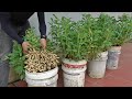 [Home Gardening] Tips for Growing Peanuts at Home Harvest a Whole Basket Without a Garden!.480p