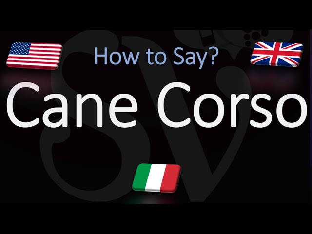 How to Pronounce the Cane Corso Dog Breed