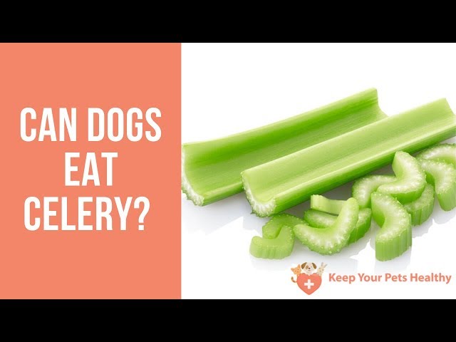 are celery amp carrots good for dogs