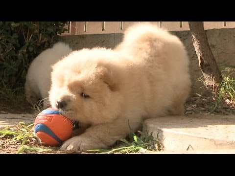 Chow Puppy Can't Fit Mouth Around Ball - UCPIvT-zcQl2H0vabdXJGcpg