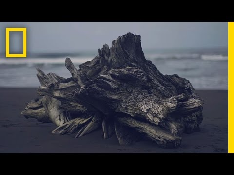 Experience Costa Rica’s “Pura Vida” in Under 3 Minutes | Short Film Showcase - UCpVm7bg6pXKo1Pr6k5kxG9A