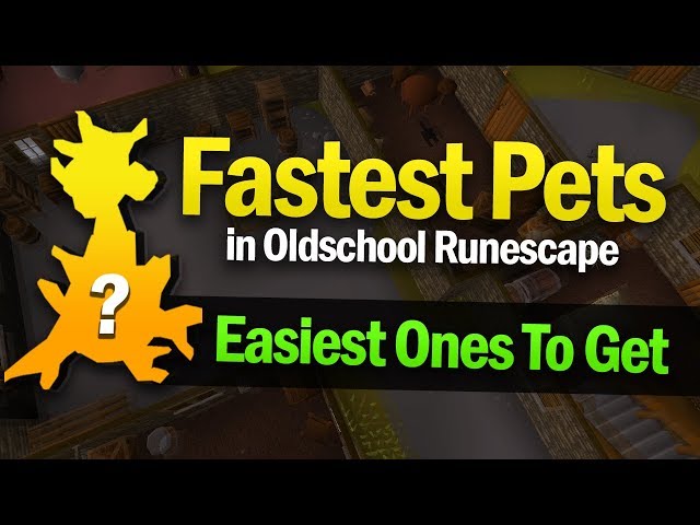 OSRS Pets Guide: Find The Best One For You!