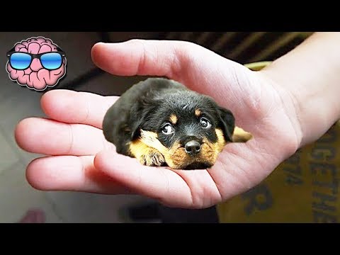 Top 10 SMALLEST DOG BREEDS - UCa03bf8gAS2EtffptV-_jfA