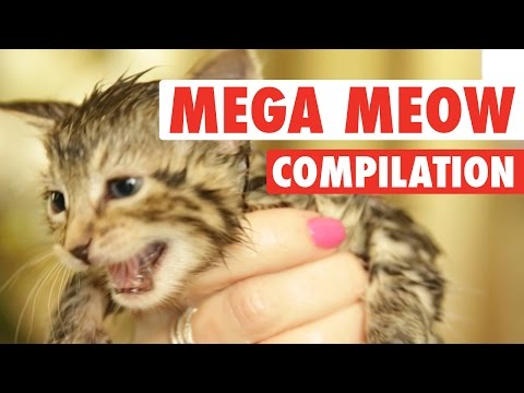 Mega Meows Compilation - UCPIvT-zcQl2H0vabdXJGcpg