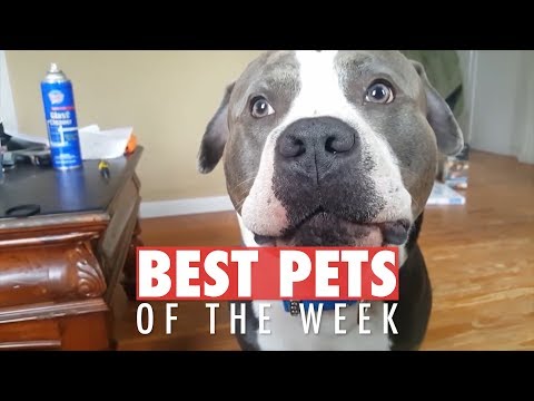 Best Pets of the Week | July 2018 Week 1 - UCPIvT-zcQl2H0vabdXJGcpg