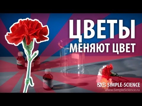 Цветы меняют цвет - химические опыты - UCzWnF-3UWAGNeK5fIkBmahg