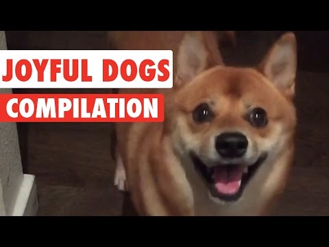 Joyful Dogs Video Compilation 2016 - UCPIvT-zcQl2H0vabdXJGcpg