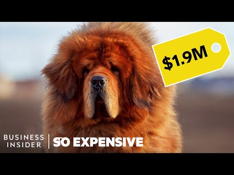 Why Pedigree Dogs Are So Expensive | So Expensive - UCcyq283he07B7_KUX07mmtA