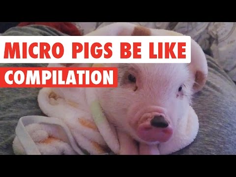 Micro Pigs Be Like Video Compilation 2017 - UCPIvT-zcQl2H0vabdXJGcpg