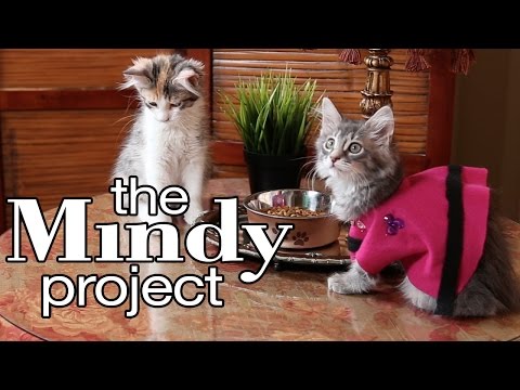 The Mindy Project - Cute Kitten Edition - UCPIvT-zcQl2H0vabdXJGcpg