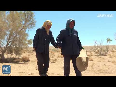 Desert turns into oasis: Man plants 50,000 trees in 15 years in N China - UCHBDXQDmqnaqIEPdEapEFVQ