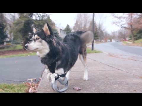 Tomorrow Daily - 104: 3D-printed dog legs, touchable yearbooks, cleaning up space trash and more - UCOmcA3f_RrH6b9NmcNa4tdg