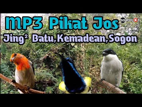 Terbaik‼️,JingJing Batu,Sogon,Kemade Liar Pasti Klepek² (Suara Pikat)