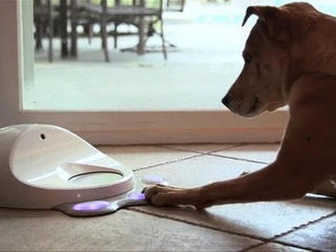 Crave - High score, good dog! CleverPet makes the first canine game console, Ep. 159 - UCOmcA3f_RrH6b9NmcNa4tdg