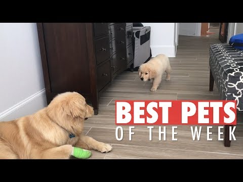 Best Pets of the Week | November 2018 Week 3 - UCPIvT-zcQl2H0vabdXJGcpg