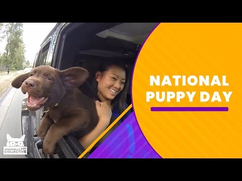 National Puppy Day - UCPIvT-zcQl2H0vabdXJGcpg