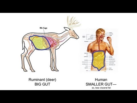 CARTA: The Upright Ape: Bipedalism and Human Origins - Running Walking and Evolution - UCh6KFtW4a4Ozr81GI1cxaBQ