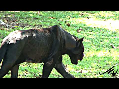 Black Panther - Panthera onca  at  Xcaret Riviera Maya Mexico - YouTube - UC0sYKQ8MjYjLYeaHDItPong