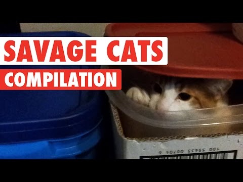 Savage Cats Funny Pet Video Compilation 2016 - UCPIvT-zcQl2H0vabdXJGcpg