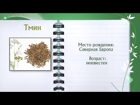 Кулинарная энциклопедия - Тмин - UC7XBjhXnmmXFsxmnys9PmDQ