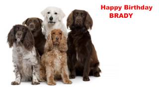 Brady - Dogs Perros - Happy Birthday