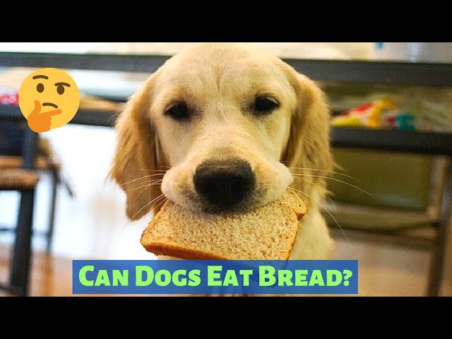 can-dogs-eat-whole-wheat-bread-hayfarmguy