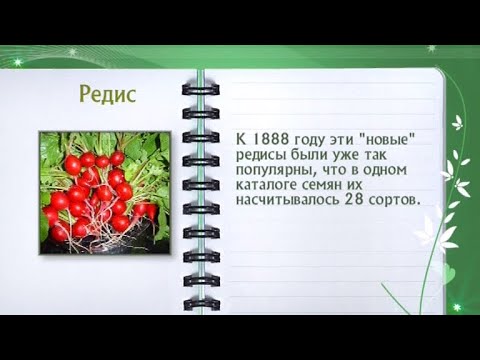 Кулинарная энциклопедия - Редис - UC7XBjhXnmmXFsxmnys9PmDQ