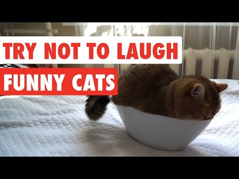 Try Not To Laugh | Funny Cat Video Compilation 2017 - UCPIvT-zcQl2H0vabdXJGcpg