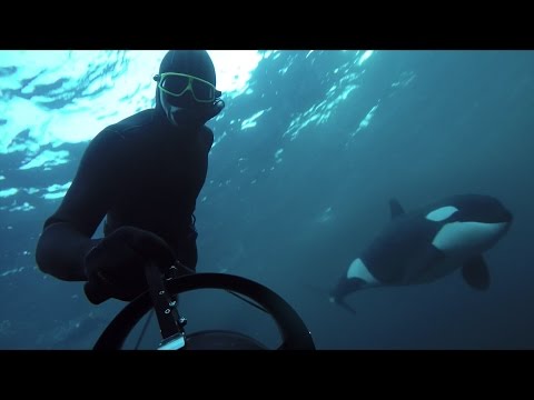 GoPro Awards: Freediving with Wild Orcas - UCqhnX4jA0A5paNd1v-zEysw