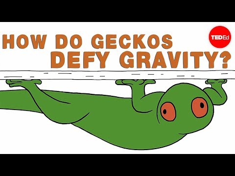 How do geckos defy gravity? - Eleanor Nelsen - UCsooa4yRKGN_zEE8iknghZA