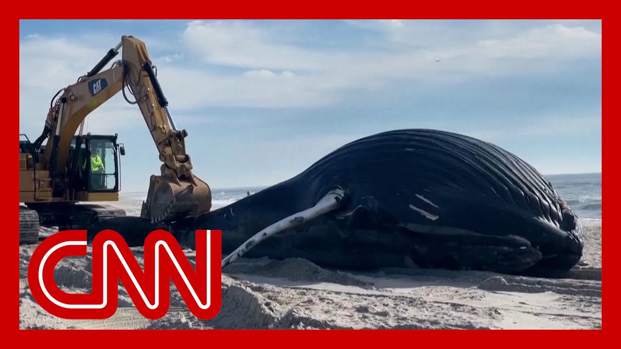 Huge humpback whale washes ashore in New York