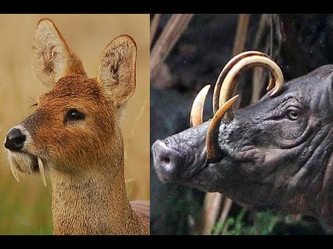 10 STRANGE Animals You Didn't Know Existed - UCxo8ooAqXiObjuaIy10ud0A