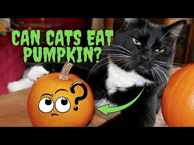 can-cats-eat-pumpkin-pie-hayfarmguy