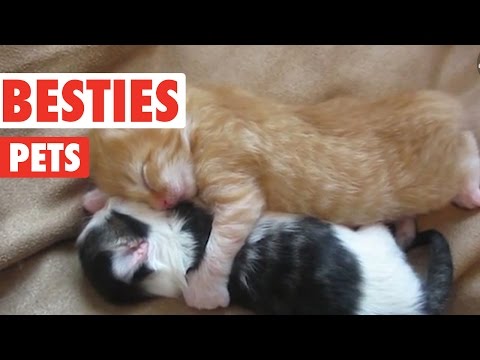 Adorable BFF Pets Compilation 2016 - UCPIvT-zcQl2H0vabdXJGcpg