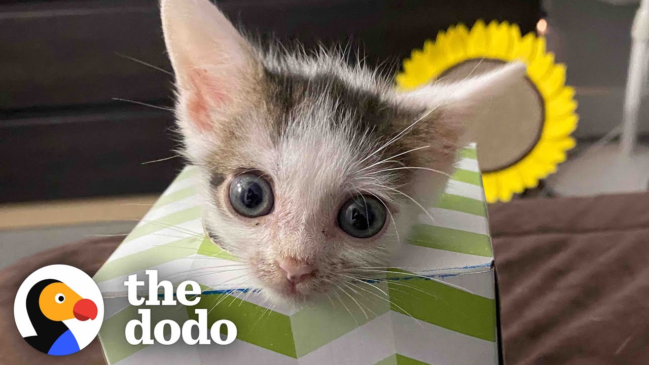 Half-Pound Kitten Now Pounces On His Siblings Every Chance He Gets | The Dodo Little But Fierce