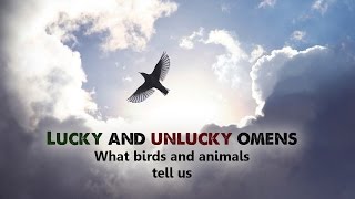 Spiritual - Lucky and unlucky omens  What birds and animals tell us