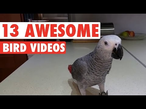 13 Funny Bird Videos - UCPIvT-zcQl2H0vabdXJGcpg