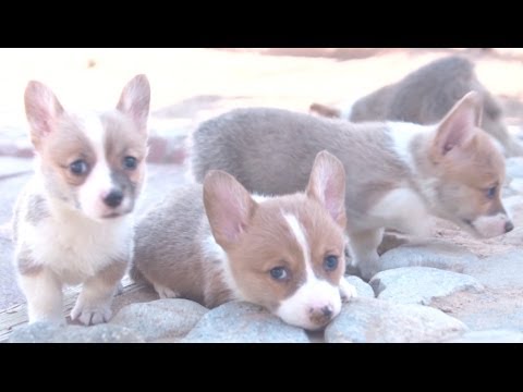 Amazing Animal Facts!: Corgis! - UCPIvT-zcQl2H0vabdXJGcpg