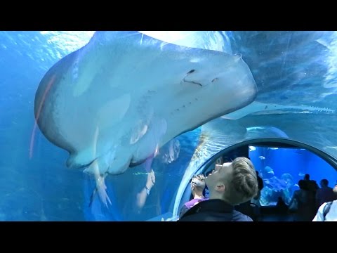 HUGE STING RAY (Melbourne, Pax Australia Vlog) - UCh7EqOZt7EvO2osuKbIlpGg