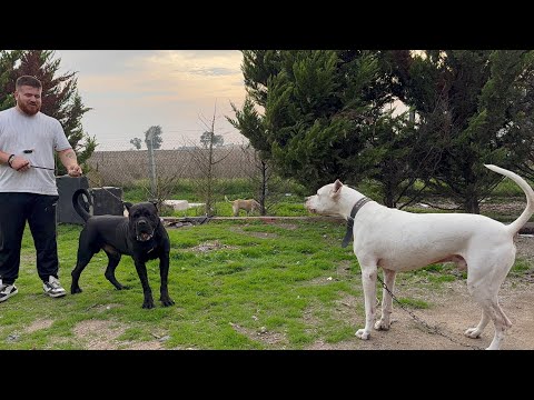 Massive Cane Corsos Go Head-to-Head! You Won’t Believe Who Wins!