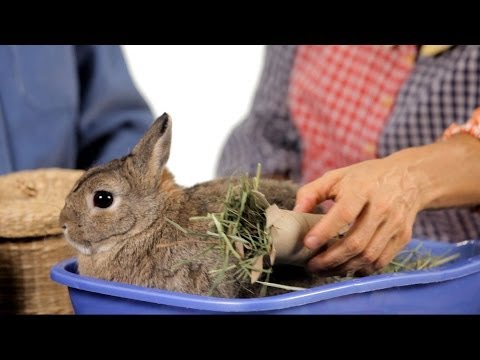 What Kinds of Toys Do Rabbits Like? | Pet Rabbits - UCSpVHeDGr9UbREhRca0qwsA