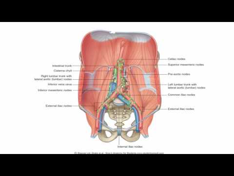 Anatomy 1 | C3 - L3 | Ovary and vagina